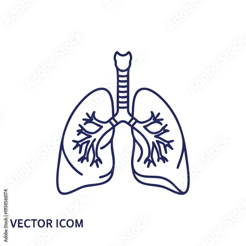 Human lungs anatomy illustration showing detailed structure and bronchi from a front view