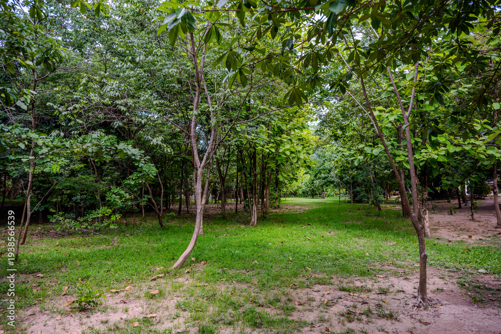 Fototapeta premium Young trees in a green woodland clearing