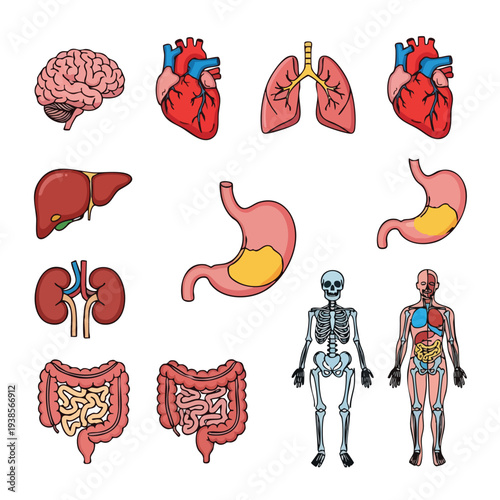 Detailed anatomical illustrations of human body organs and systems showcasing internal anatomy from various viewpoints