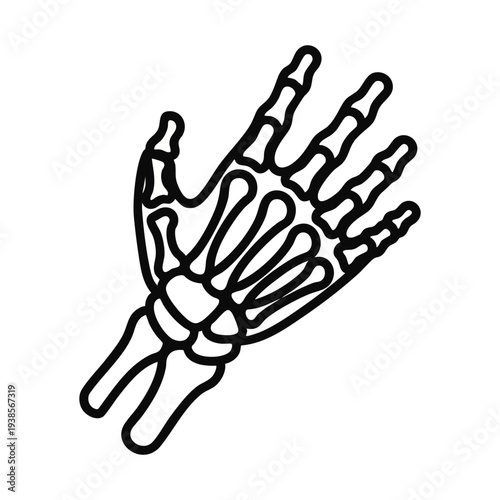 Anatomy of the human hand skeletal structure illustration from a lateral viewpoint