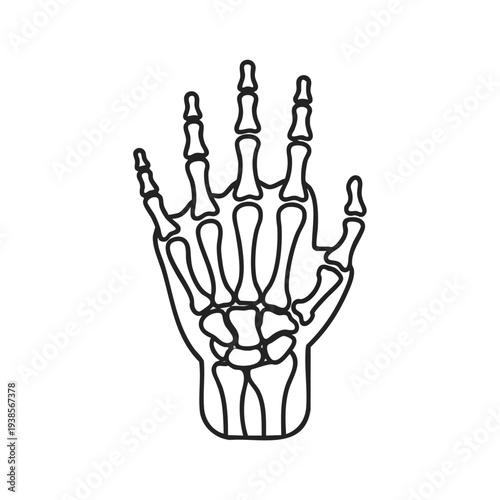 Detailed illustration of human hand anatomy showing skeletal structure from a frontal viewpoint