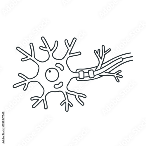 Detailed illustration of human neuron anatomy viewed from the side, showcasing dendrites and axon structure