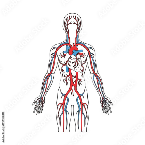 Detailed human anatomy illustration showcasing circulatory system with red and blue vessels from a frontal viewpoint