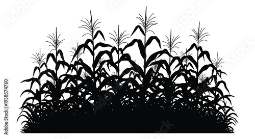 A dense field of towering corn stalks against a bright stark white background rendering a dramatic silhouette high quality