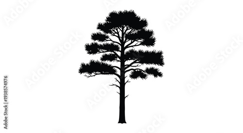 A stark black silhouette of a coniferous tree with dense foliage stands prominently against a white background silhouette