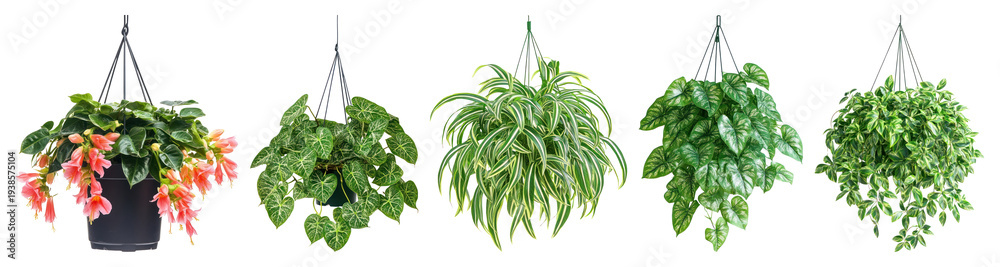 Obraz premium Vibrant hanging plants display