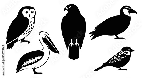 Diverse Bird Silhouettes Collection: Owl, Falcon, Pelican, Waterfowl, and Perching Birds