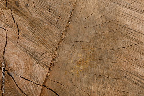Close up shot of tree trunk...
