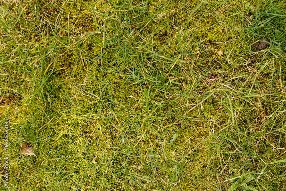 Fototapeta premium Detailed view of fresh green grass and moss creating a natural texture, perfect for backgrounds and nature themes.