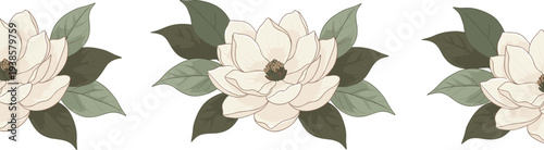 Minimal hand-drawn vector illustration set of magnolia floral patterns with leaves in clean outline style and consistent stroke width