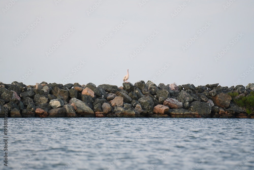 Fototapeta premium Travel romania tulcea sulina danube delta black sea pelican standing on rocks along danube delta water