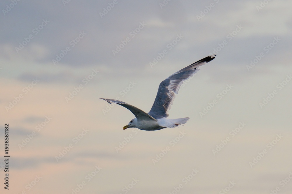 Fototapeta premium Travel romania tulcea sulina danube delta black sea seagull flying in sulina sky over danube delta