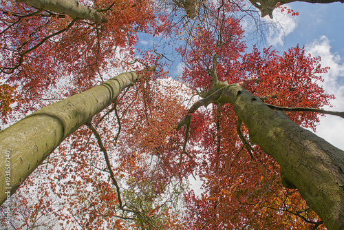 Fotografía low angle view on the sunny red leaf cover and trunks of beechs tree in springt