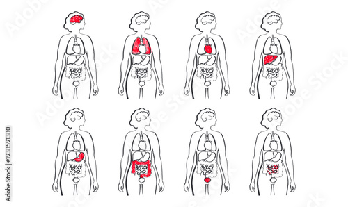 Internal Organs Sketch