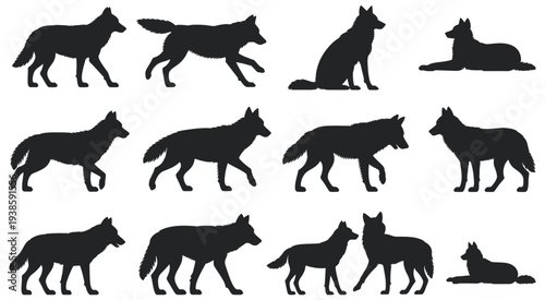 Wolf Silhouette Set, collection of wild wolf poses walking running sitting resting, black animal silhouettes isolated on white background vector