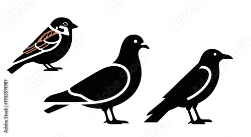 Common Urban Birds Illustration: Sparrow, Pigeon, and Crow Silhouettes
