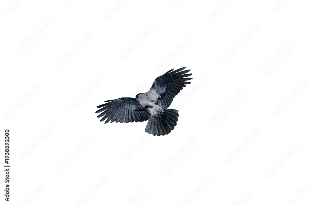 Obraz premium A gray and black-feathered carrion crow, isolated on a transparent surface, displaying its rear view with its wings spread during flight.