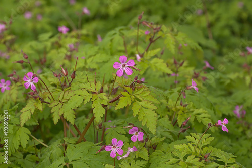 Foto Flowering herb robert plant - Geranium robertianum.