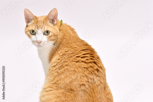 振り向く茶虎猫