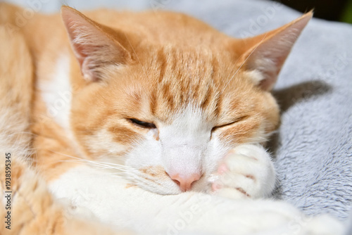 肉球を枕にして寝る猫
