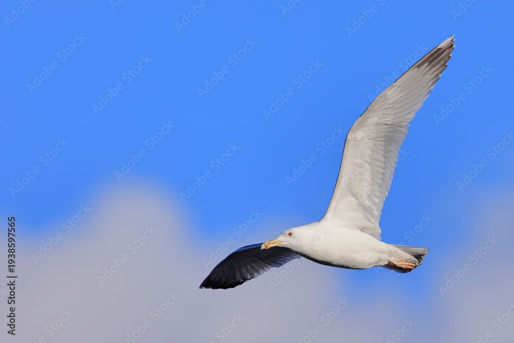 Fototapeta premium Caspian gull, Larus cachinnans, Czech Republic
