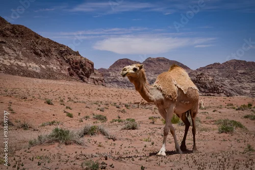 Fototapeta na wymiar Wielbłąd pustynia Wadi Rum w Jordanii 