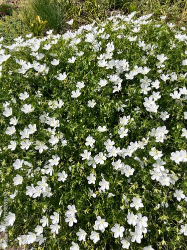 Flowering geranium sanguineum album with white flowers in a spring garden.Bloody Cranesbill.white crane's-bill flowers .Flower background.
