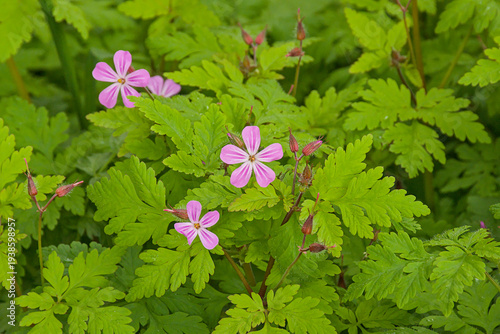 Schilderij op canvas Flowering herb robert plant - Geranium robertianum.