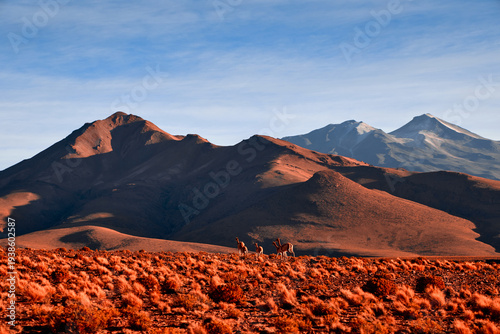 Four vicunas stand in sun-kissed golden grasslands of Bolivia. Large, rugged mountains rise majestically in the background under a blue sky at golden hour.