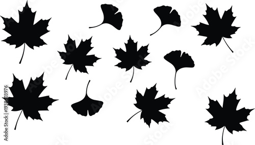 Flat vector illustration of maple and ginkgo leaf silhouettes, botanical design elements, decorative nature pattern, plant motif artwork, seasonal concept