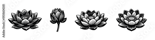 Black and white lotus flower illustrations, set of four botanical elements