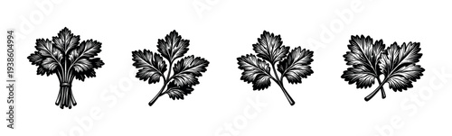 Black and white vector illustration of parsley leaves and botanical elements