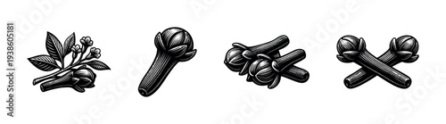 Vintage black and white vector illustrations of clove spice botanical elements