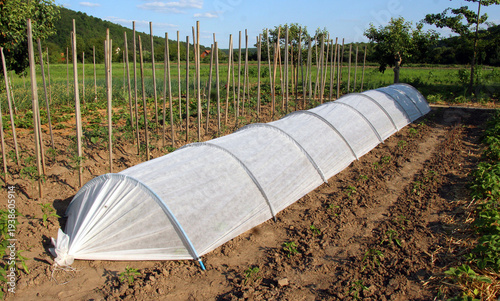 A mini greenhouse made of agrofibre in the garden