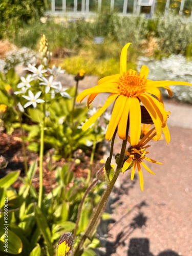 Flowering Arnica montana with yellow daisy-like flowers in summer garden.wolf's bane or leopard's bane.daisy family Asteraceae.ornamental garden plant.Flower background.Medicinal plants.