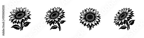 Black and white sunflower vector illustration set of floral designs
