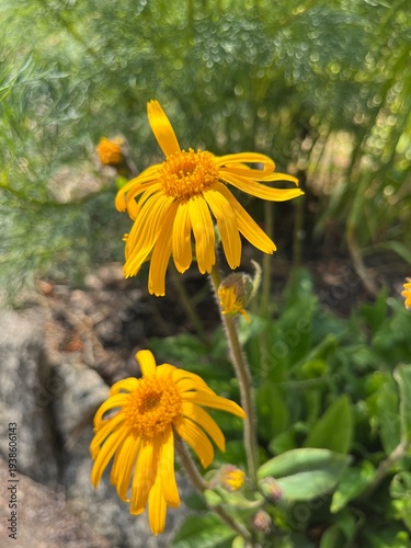 Fotografia Flowering Arnica montana with yellow daisy-like flowers in summer garden