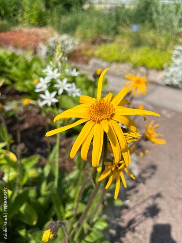 Flowering Arnica montana with yellow daisy-like flowers in summer garden.wolf's bane or leopard's bane.daisy family Asteraceae.ornamental garden plant.Flower background.Medicinal plants.