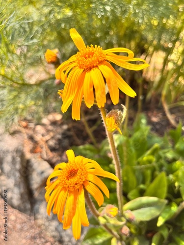 Fotografia Flowering Arnica montana with yellow daisy-like flowers in summer garden