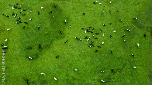 Fotografie a herd of cows grazes in a field top view