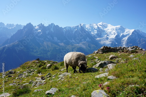 Swiss Alps mountain peak with snowy background and wild sheep grazing in meadow