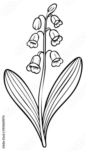 Delicate Lily of the Valley Flower Illustration Line Art Drawing