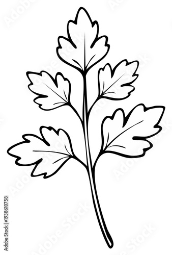 Black and white illustration of a parsley leaf, isolated