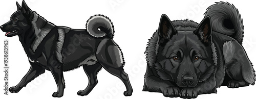Black Norwegian Elkhound dog walking side profile lying down set
