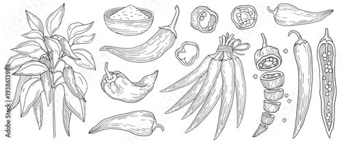Hand-drawn collection made of chili pepper plant, chili powder, bundle of peppers, seeds and sliced chili pepper graphic sketch
