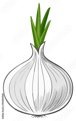 Fresh garlic bulb with green sprouts illustration drawing style isolated