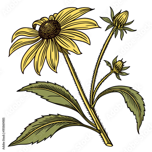 Rudbeckia Plant Flower Buds Leaves Botanical Illustration Transparent Background