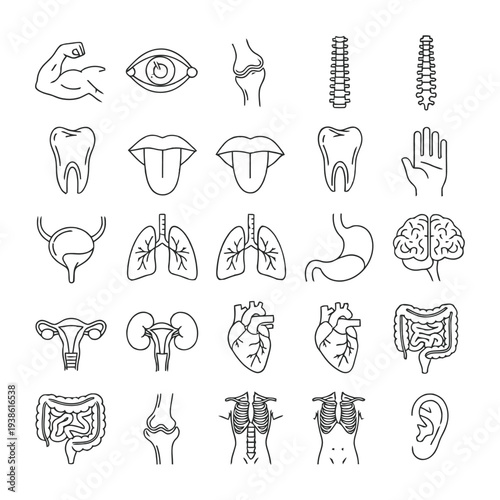 Human body parts illustrations showcasing various organs and senses in a detailed visual representation