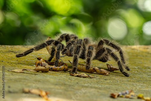 Canvas Print Close-up of a large hairy tarantula on a stone surface with soft green natural background