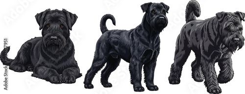 Black Russian Terrier lying down standing alert walking pose set